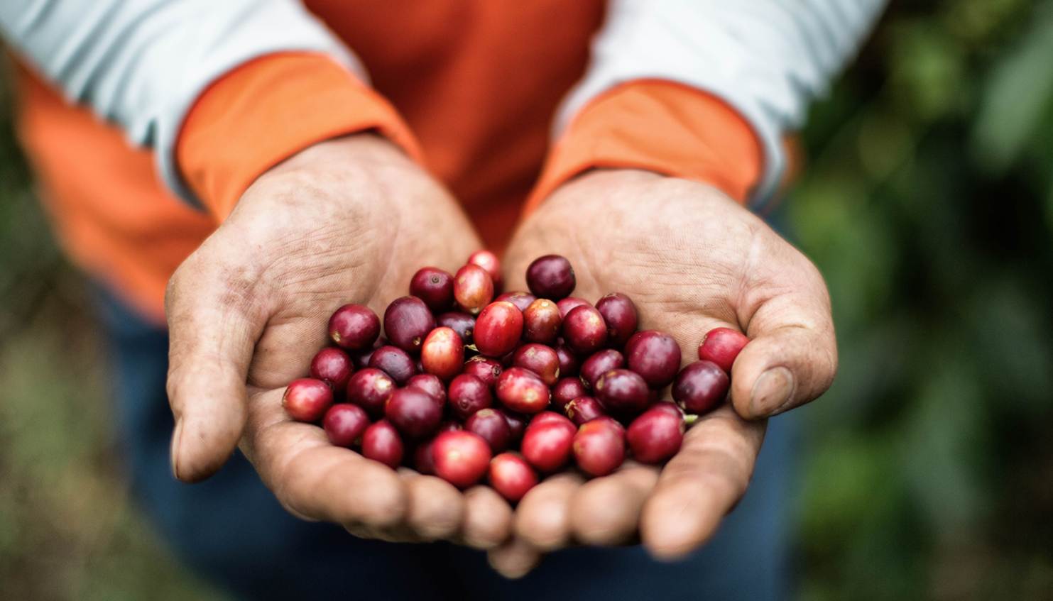 Cada libra de café tostado es fruto de 1,900 cerezas seleccionadas a mano.